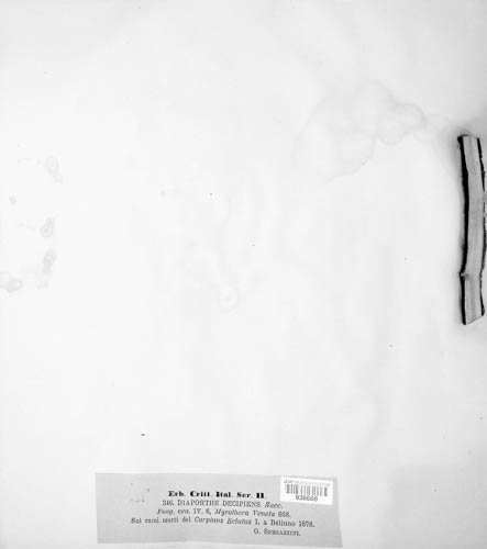 Melanconiella hyperopta image